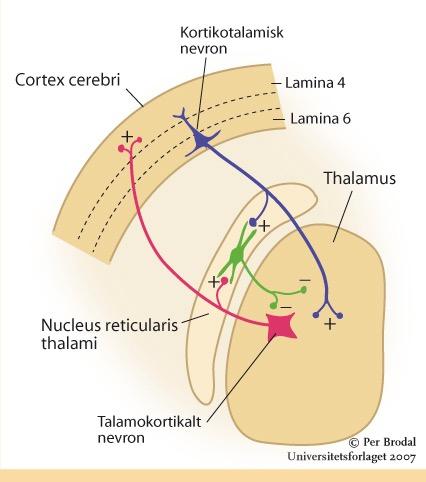 Thalamus - nc.