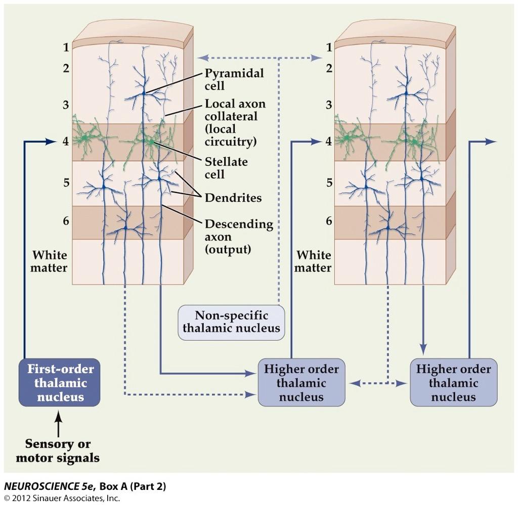 Thalamus cortex Spesifikke thalamocorticale og