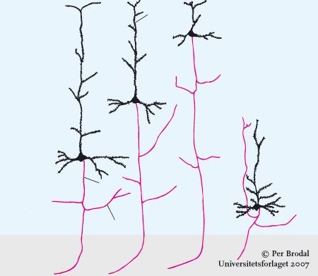 Projeksjonsnevroner i neocortex Lamina 1 Apikal dendritt 2 3 4