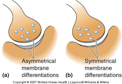 Gray type I og type II synapser (cortex) Gray type I morfologi: