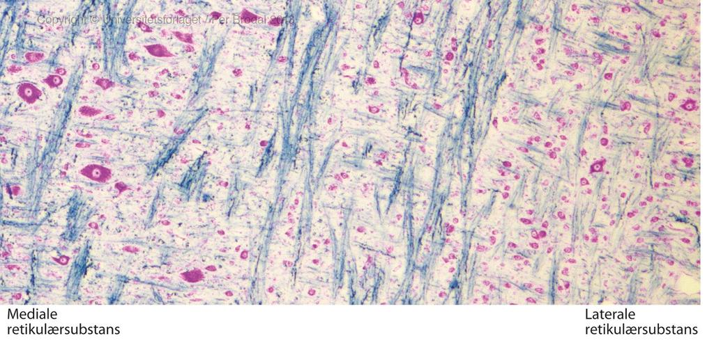 Retikulærsubstansens struktur nettverk av cellelegemer og nervefibre (aksoner, dendritter), lav celletetthet, varierende cellestørrelse kan til en viss grad inndeles i kjerner ihht.