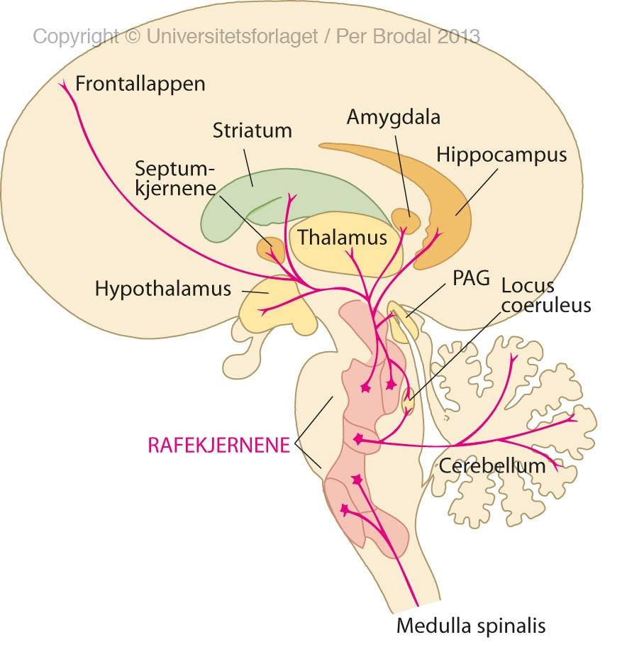 Modulatoriske