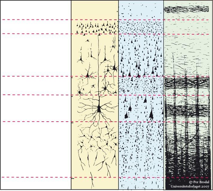 Lagdeling i neocortex: Laminae I - VI Golgiimpregnering Nisslfarging (tionin) Myelinfarging I. Lamina molecularis II. Lamina granularis ext.