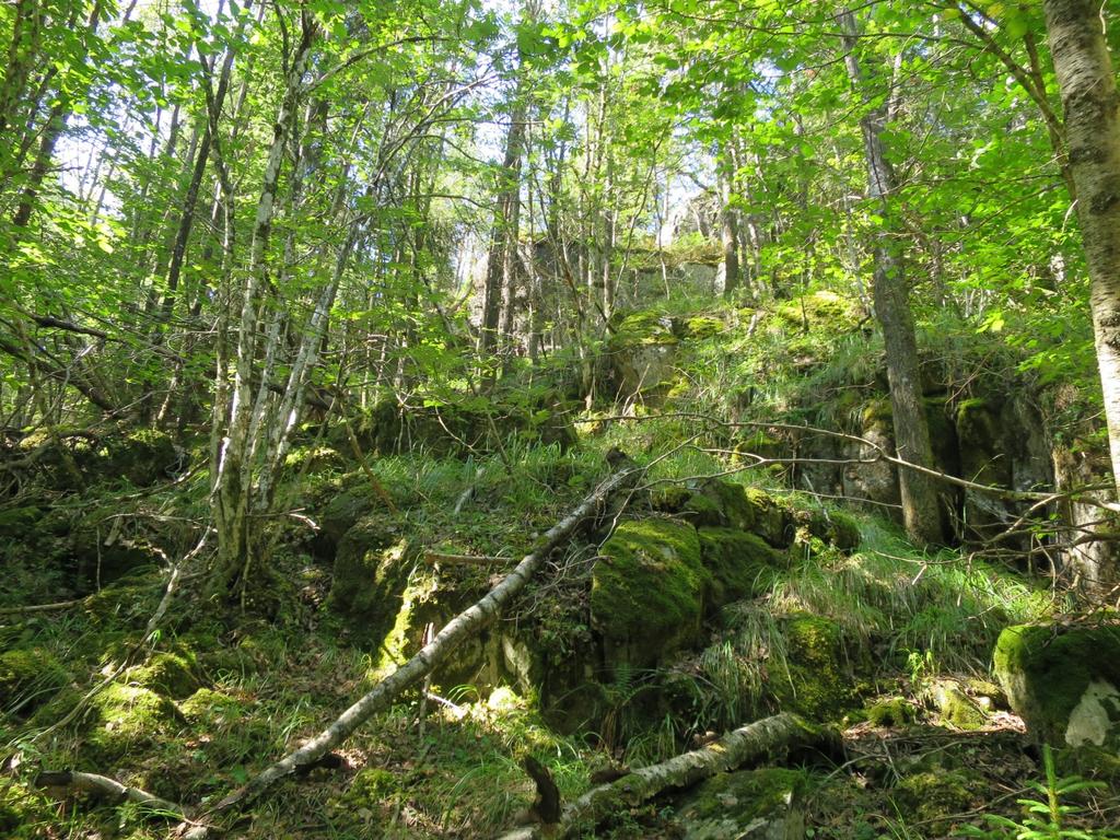 furuskog ved Røftetjern i søndre delområde Foto: