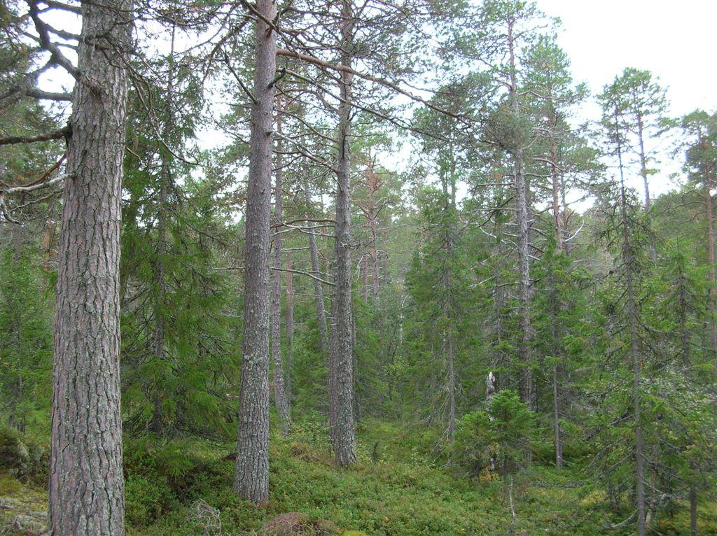 Bilder fra området Høgbrenna Ø Velutviklet, godt