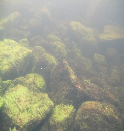 Noe trevirke og sagmuggrester på steinene finnes på bunnen. Foto: Øyvind Haugland.