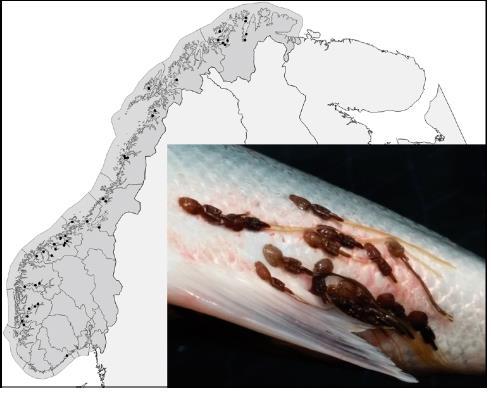 Lusekommissariatet rir igjen Nylig dukket det opp en artikkel i Aquaculture Environment Interactions om lakselusas herjinger med vill laksefisk i.