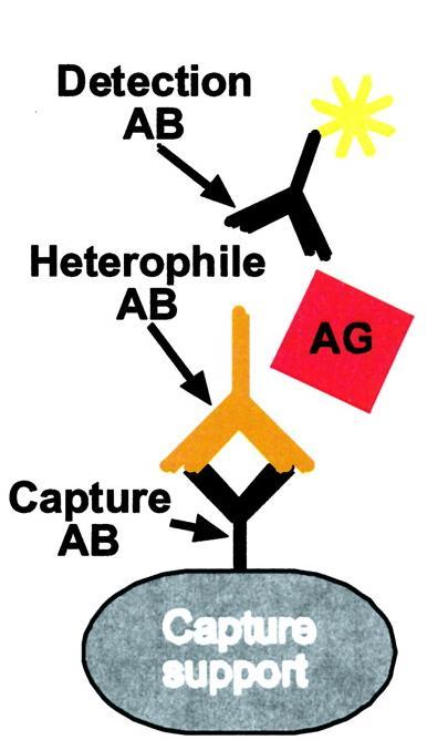 A B A: Heterofile antikroppar lager en bro Falskt høy