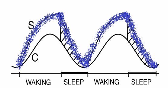 stiger og faller gjennom døgnet (24 timer), søvn/våkenhet ++