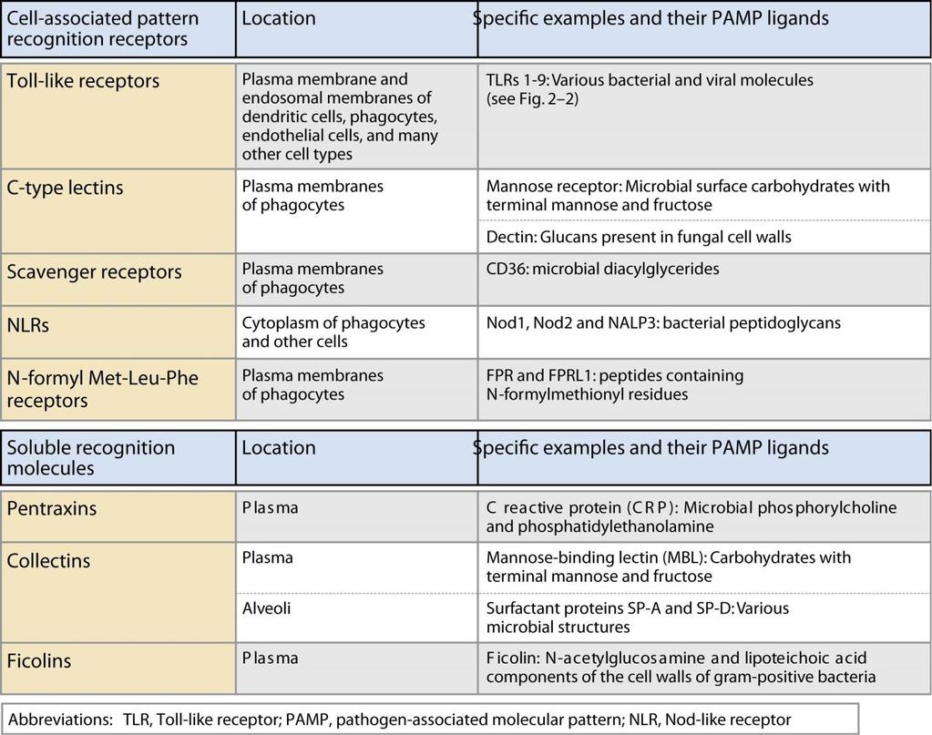 Signaler Medfødt immunitet: Pattern Recognition Receptors