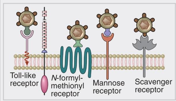 (MAMP - PAMP) CD14, CARD CARD: viral RNA Aksjon!