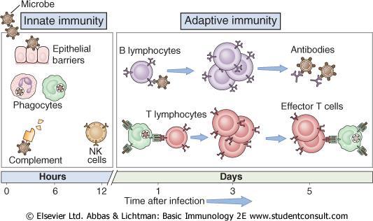 Medfødt og ervervet immunforsvar Antimicrobial peptides