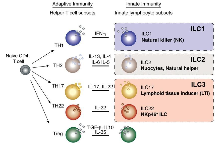 Innate lymphoid cells (ILC) Medfødte lymfoide celler (innate lymphoid cells - ILCs) er en familie av lymfocytter som skiller raskt ut