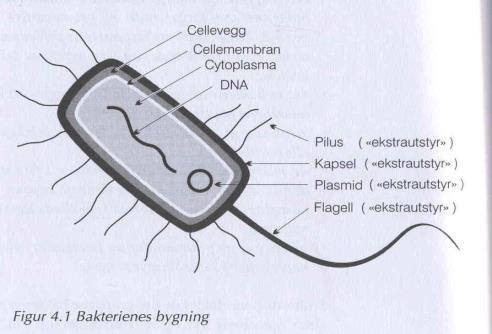 Ulik celledelingstid, alt fra under 10 min til flere døgn.