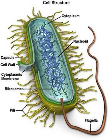 Bakterier - oppbygging Kapsel Omsluttes av en kapsel som beskytter bakterien mot fagocytose og antistoffer. Pilus Brukes til å feste seg til celler som skal angripes.