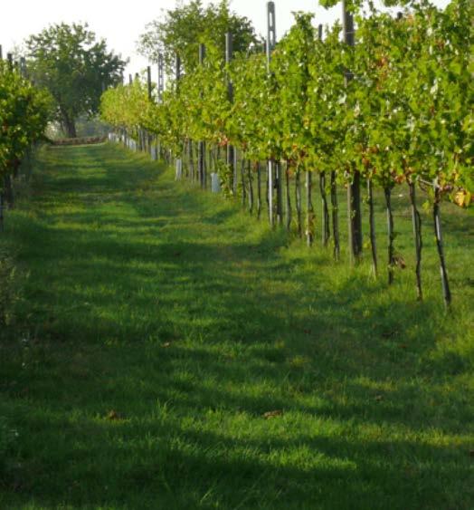 Cinque Campi Cinque Campis vinmarker ligger i åssiden over Reggio, i Emilia-Romagna, ca 3 mil