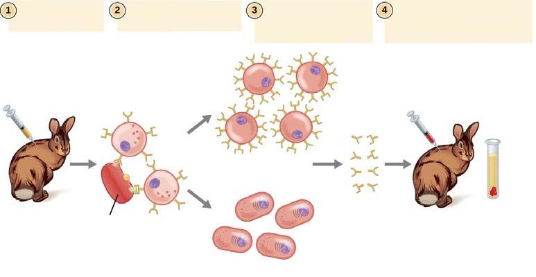 VALG AV ANTISTOFF FOR BRUK I IMMUNOLOGISKE METODER På grunn av høyere affinitet og spesifisitet mot analytten er antistoffene som brukes i immunologiske metoder ofte monoklonale En del metoder