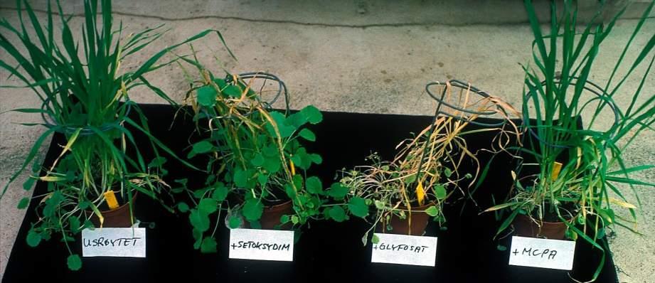 Selektivitet Midler på testplanter, bygg og kålrot