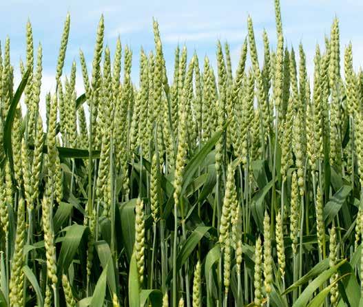 : 55573 Norgro: 194-601975 Bladgjødselprodukter Kalkprodukter Agri Calciprill Agri Calciprill betegnes som kvikk-kalk og brukes i regenerativt jordbruk som