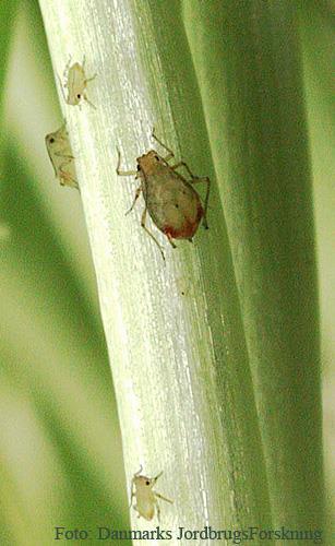 Havrebladlus (Rhopalosiphum padi) I Biologi Vertsskifte mellom korn/gras (sommer) og hegg (vinter) Overflyging til korn og gras fra tidlig i juni