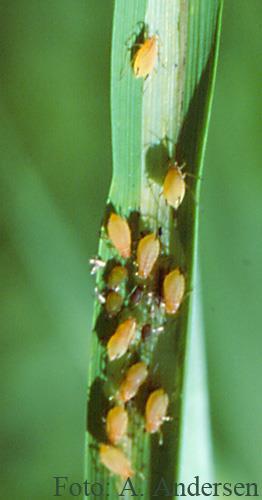 Kornbladlus (Sitobion avenae) I Biologi Overvintrer som egg på gras eller i