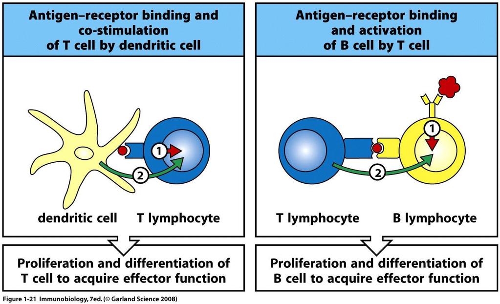 Generelle trekk ved B og T celle aktivering Aktivering av T celle: Signal 1: TcR binder til antigenpeptid presentert på MHC molekyler Signal 2: Ko-stimulering Aktivering av B