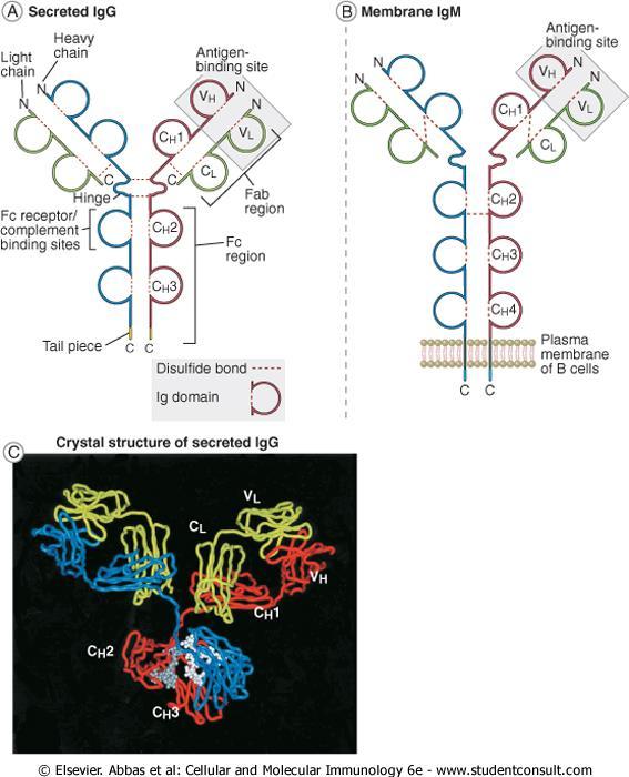 Immunglobulin struktur Tunge kjeder: m, d, g1-4, a1-2, e Lette kjeder: k, l Membranbundet