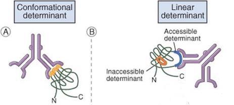 B celle epitoper BcR (membranbundet Ig) binder til antigener i nativ (naturlig) form.