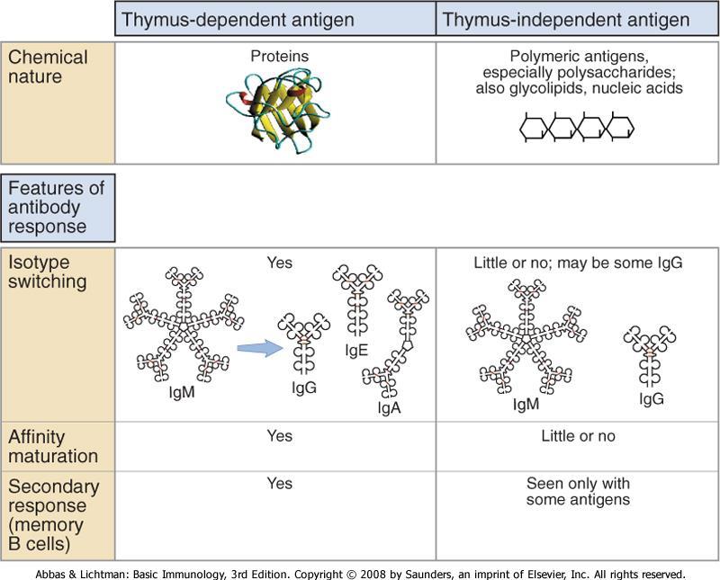 T uavh T celle-uavhengig antistoffdannelse T celle-uavhengige antigener: antigener der B