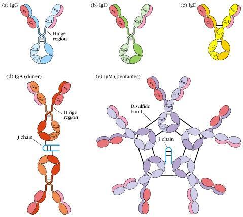 Klasser (isotyper) av sekreterte immunoglobuliner