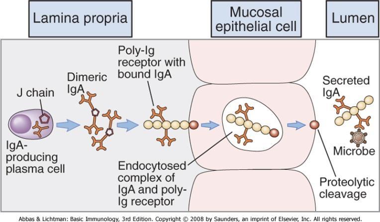bakterielle giftstoffer og enzymer hindrer bakteriefeste på slimhinneceller (S-IgA) hindrer virus å penetrere