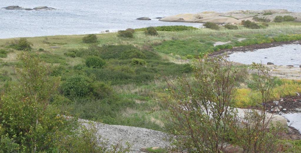 Lokalitet: 101 Kåvikribba I Naturtype: Sanddyne (Stort strandengkompleks) Verdi: A Generelt: Lokaliteten er kartlagt av Terje Blindheim, BioFokus, den 02092008.