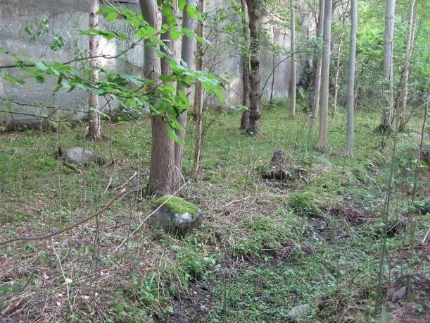 I sprekkedalene er det en mosaikk av svartorsumpskog og løvskog, ofte med en del innslag av