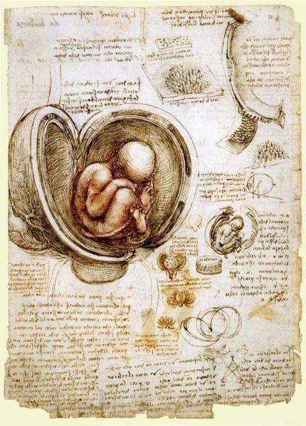 Leonardo da Vinci 1 The baby in the womb Anno 1511 I Al-