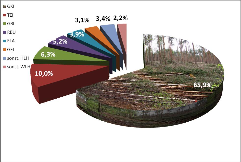 12 Die aktuelle Waldschutzsituation in Nordsachsen Stand: August 2018 Baumartenverteilung Die mit Abstand häufigste Baumart im Landkreis ist die Kiefer, die 65,9 % der Waldfläche einnimmt.