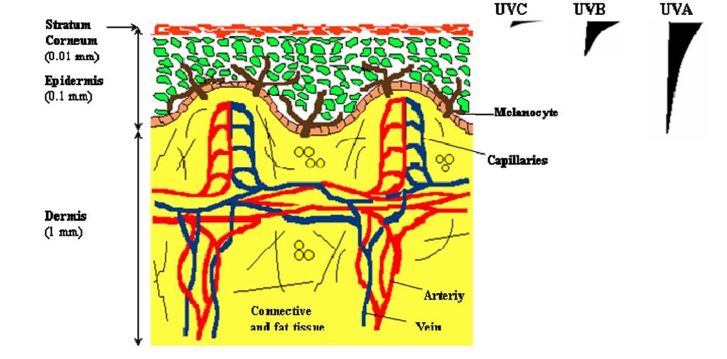 Inntrengning i hud og øye Inntrengnings-dybden til UV-strålene