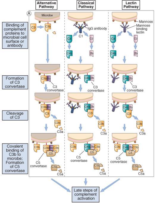 Første trinn i komplementaktiveringen Alternativ aktivering og lektin aktiveringsveien er del av det medfødte immunforsvaret.