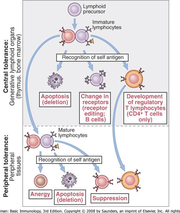 Autotoleranse Sentral toleranse: delesjon, reseptor redigering, regulatoriske T celler Perifer