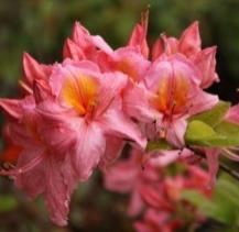 `Berryrosa `Bouquet de Flore `Homebush `Irene Koster