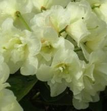 Rhododendron Hybriden Gruppe 1: weiß `Cunningham s White `Eskimo `Gartendirektor Rieger (william). `Gomer Waterer `Gudrun `Mad.