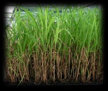 Gräser (mehr Informationen auf Anfrage) QP TB 9 Miscanthus sinensis `Gigantheus - Cortaderia selloana