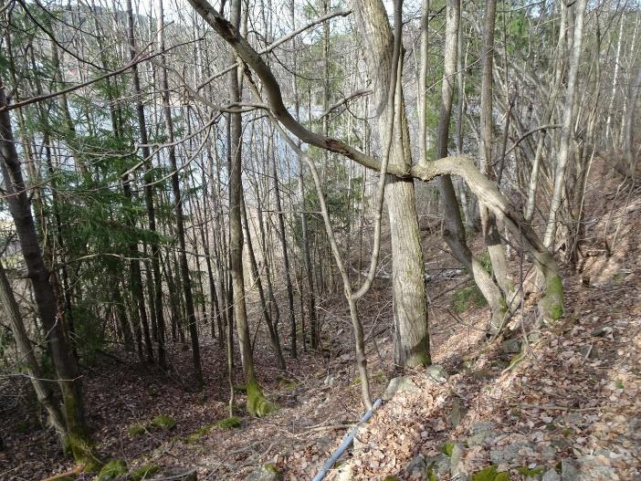 potensielt også beiteområde, men gir inntrykk av å være nokså nitrogenrikt og har vært sterkt gjengrodd før hogst. Det vurderes ikke å være spesielle naturverdier knyttet til denne delen.