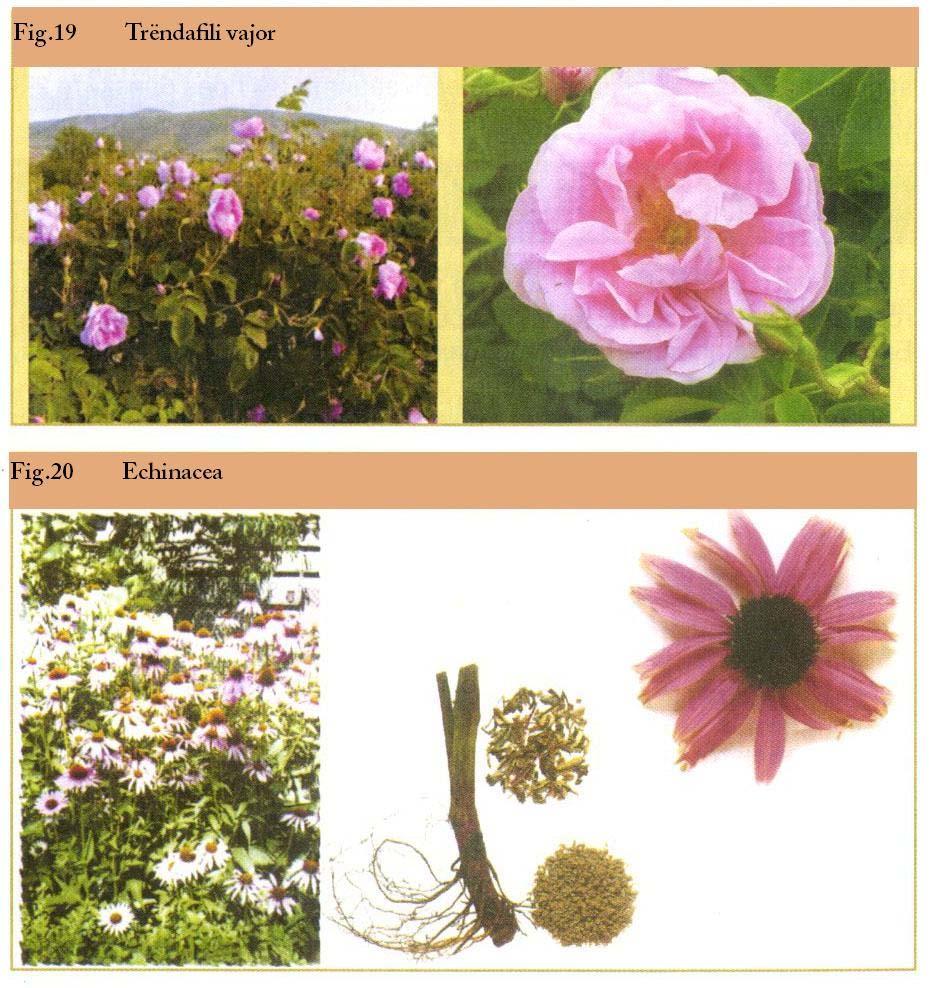 Faqe 19 në 65 - Përdorimi i kultivarëve të qëndrueshëm ndaj sëmundjeve dhe dëmtuesve.