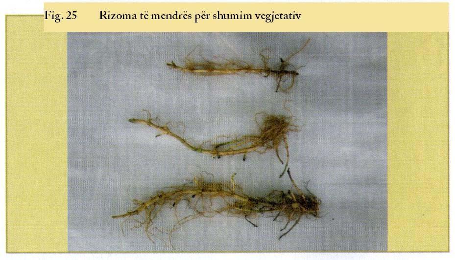 Faqe 35 në 65 Shumimi vegjetativ përdoret kryesisht për punë përmirësuese dhe seleksionuese, si dhe tek bimët që nuk krijojnë farëra (mendra - Mentha x piperita, Leucojum aestirum) (figurat 25, 26,
