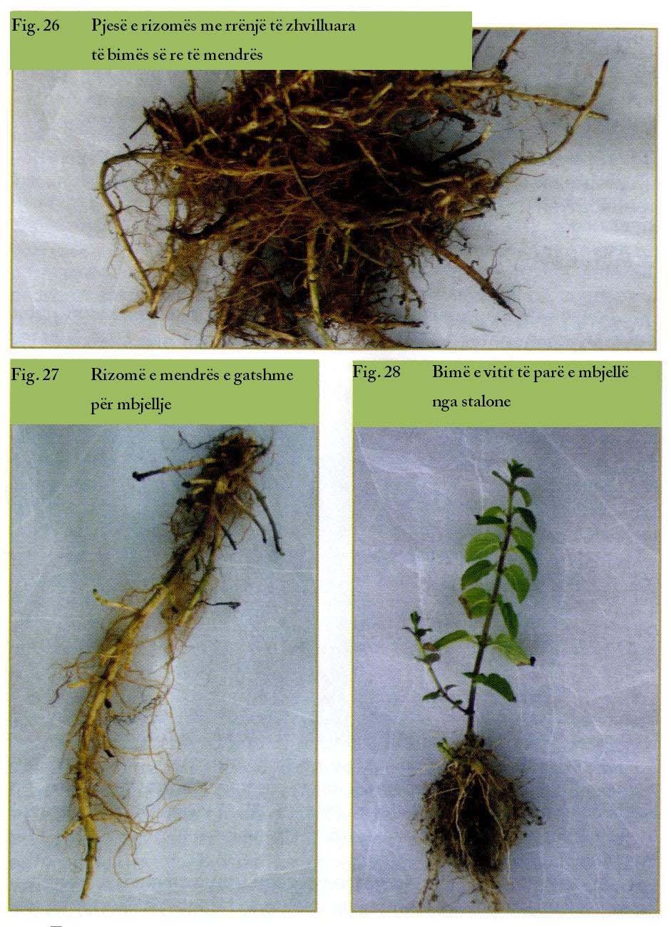 Faqe 36 në 65 Në kultivimin me fidanë farërat mbijnë uniformisht në vazhdimësi të 10-15 ditëve në kushte të kontrolluara të lagështirës, temperaturës, dritës, tokës.