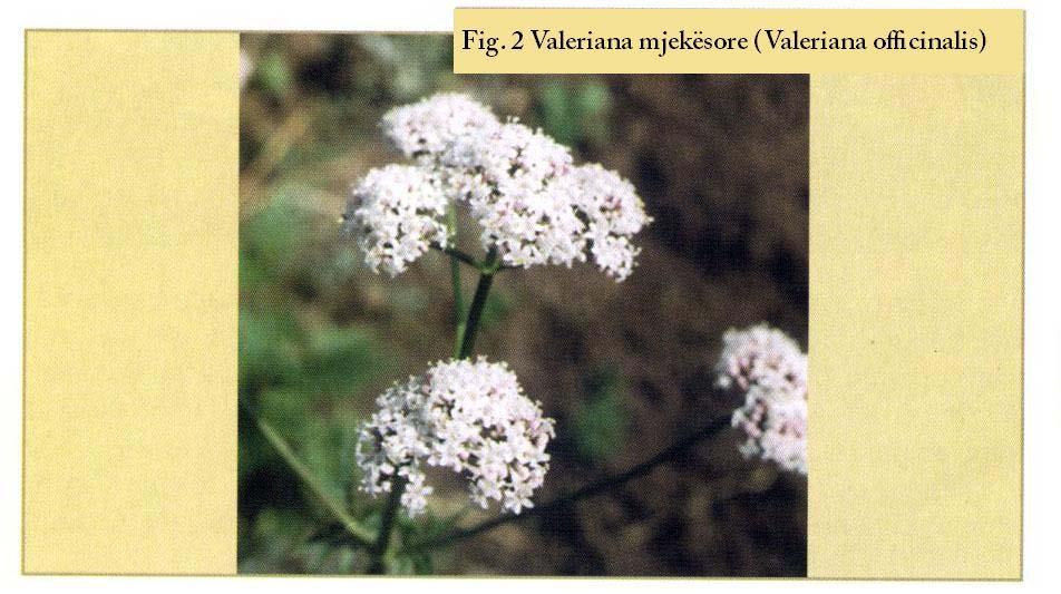 Faqe 6 në 65 Fig. 2 Valeriana mjekësore (Valeriana officinalis) Sasitë më të mëdha eksportohen nga mendra (fig.1).