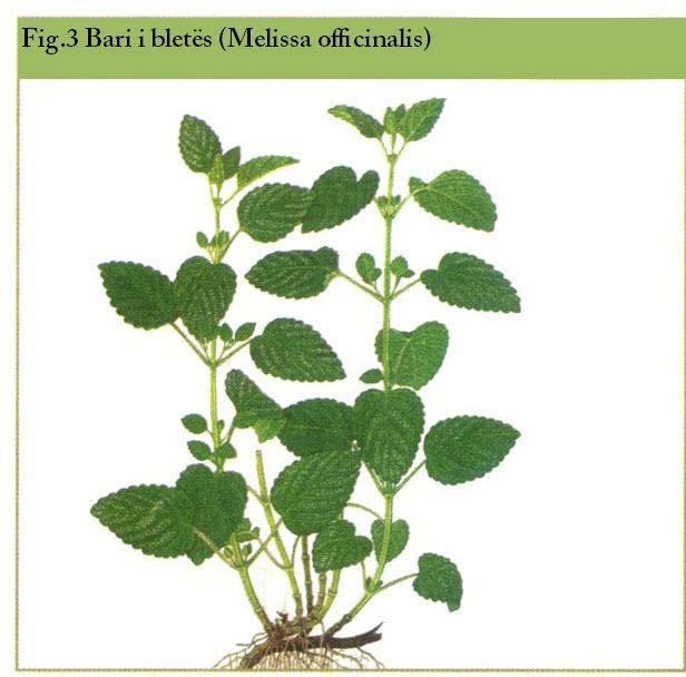 Haraqina mjekësore (Valeriana officinalis) (fig.2), bari i bletës (Melissa officinalis) (fig.