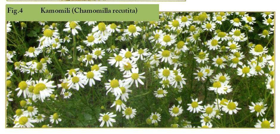 Faqe 7 në 65 Për disa nga llojet është e vështirë të përcaktohet përqindja e grumbullimit të tyre nga burimet natyrore dhe nga tokat e kultivuara, p.sh.: tek lule basani (Hypericum perforatium), kamomili (Chamomilla recutita), bliri (Tilia sp.