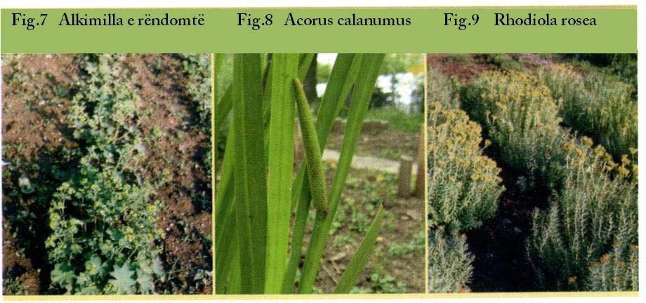 Faqe 9 në 65 Bimët mjekësore të kultivuara mund t i klasifikojmë sipas disa mënyrave në varësi nga
