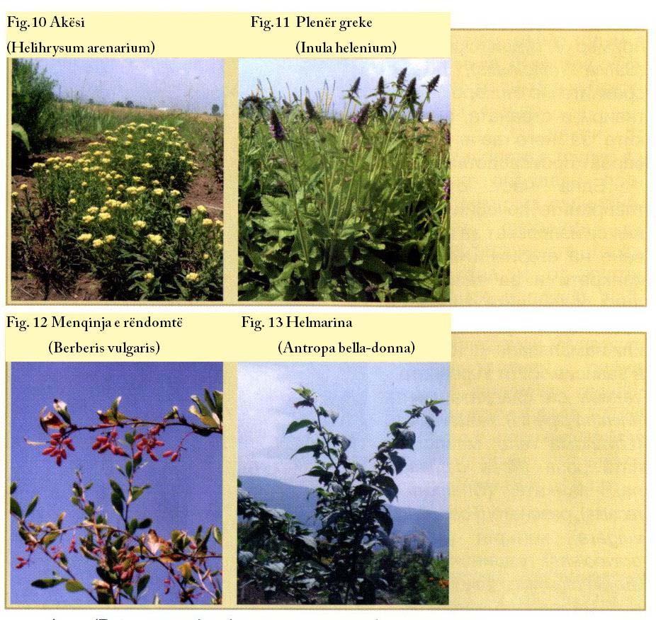 Fig. 10, 11, 12, 13 Klasifikimi në bazë të formave të jetëgjatësisë Bimët mjekësore kanë cikël të